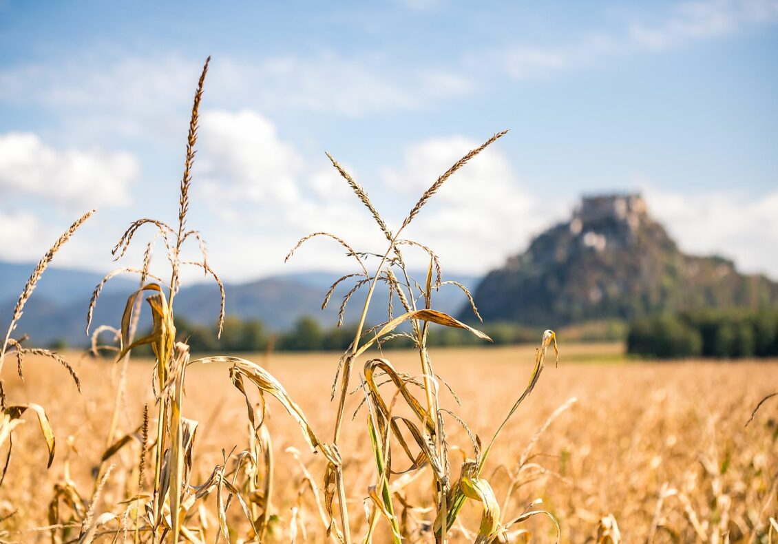 Land- und Forstwirtschaft Kärnten