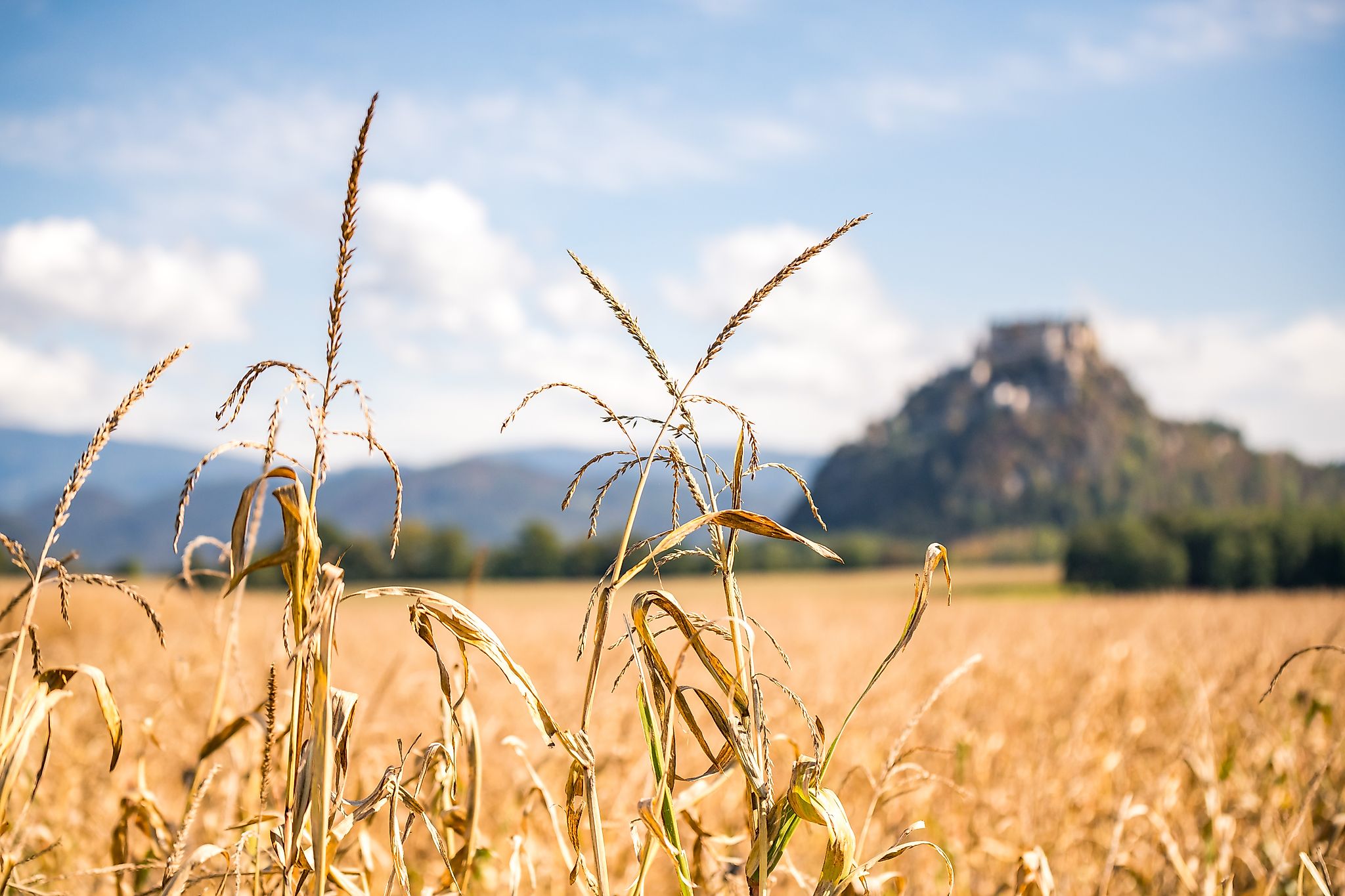 Land- und Forstwirtschaft Kärnten